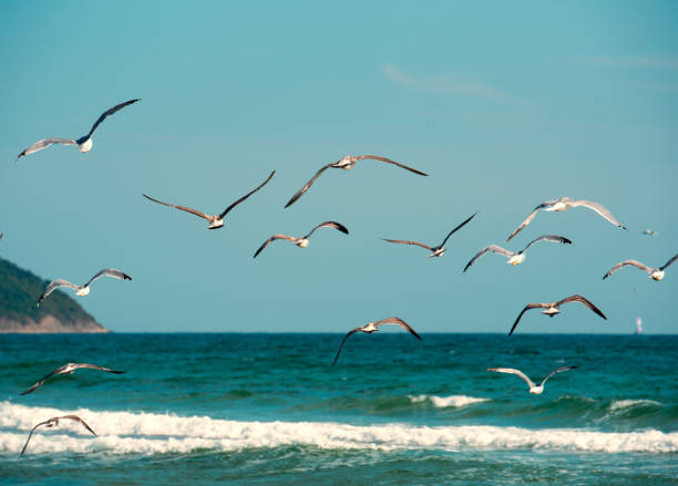 istock Flock of seagulls 1035781452