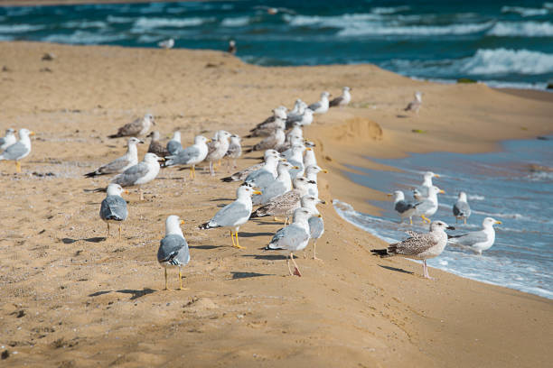 istock Flock of seagulls 1035782868