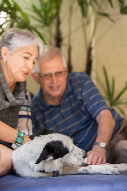 istock Brazilian elderly couple petting a dog. 1035785956