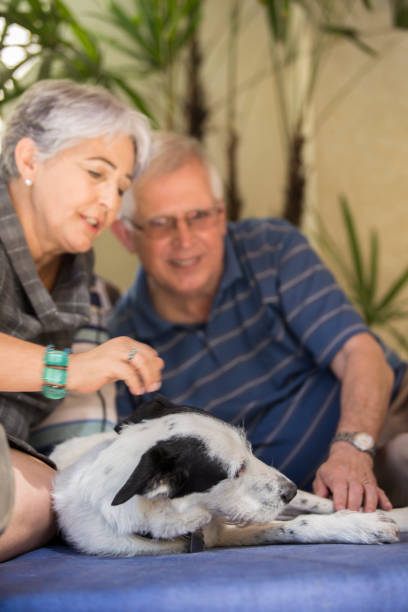 istock Brazilian elderly couple petting a dog. 1035786052