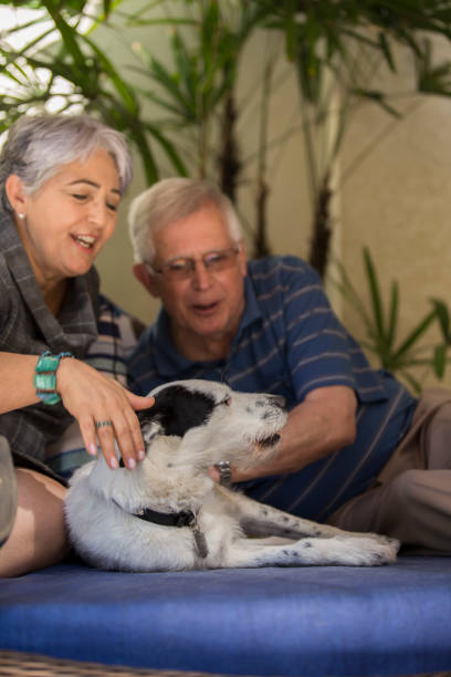 istock Brazilian elderly couple petting a dog. 1035786068