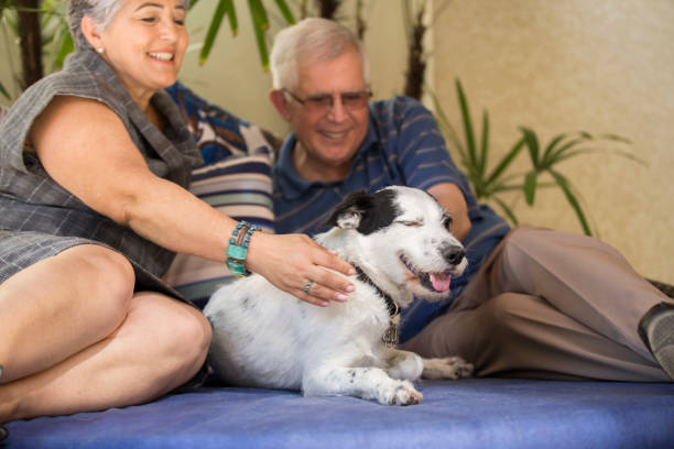 istock Brazilian elderly couple petting a dog. 1035786154