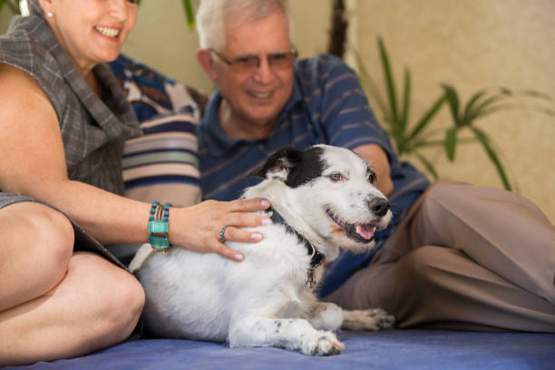 istock Brazilian elderly couple petting a dog. 1035786286