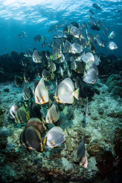 istock School of Tropical fish 1035788422