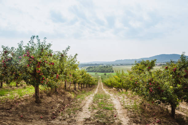 Organic apples hanging from a tree branch in an apple orchard, Autumn. Hungary