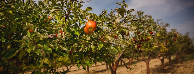 This well manicured pecan orchard is located in southern Arizona.  These mature trees are well maintained and irrigated.