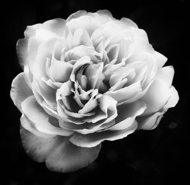 istock a monochrome single white rose in soft focus with dark shadows on a black background 1035796590