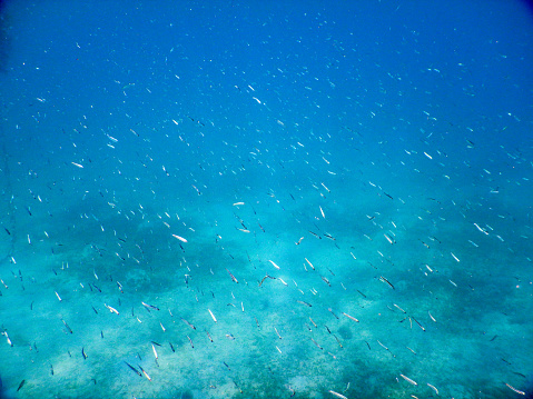 In the swarm of small fish in the Caribbean