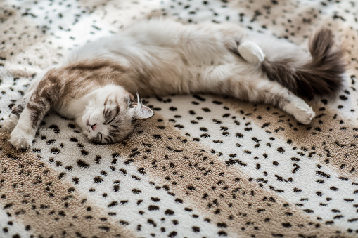 Adorable beautiful cat sleeping on the bed.