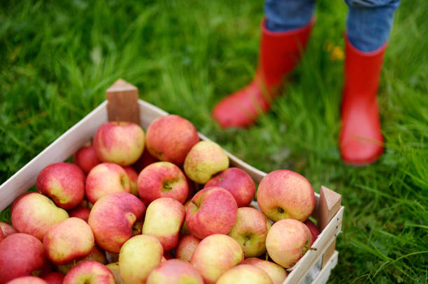 istock Crate with red organic apples and children boots 1035801664