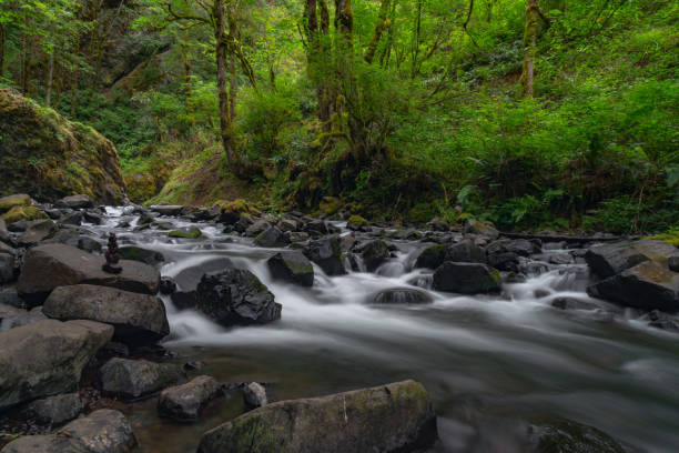 istock Flowing water through lush Oregon forest 1035811542