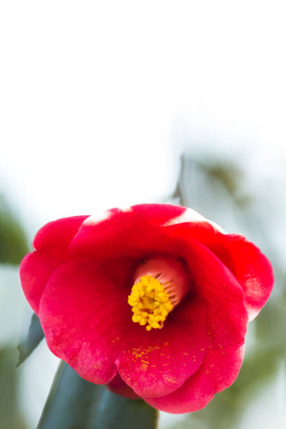 close up of red camellia japonica flower in early spring. (tsubaki flower)