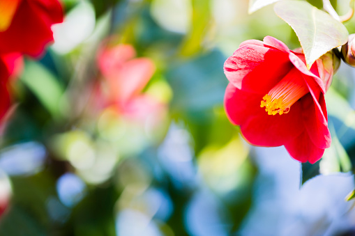 close up of red camellia japonica flowers in early spring.
 (tsubaki flower)