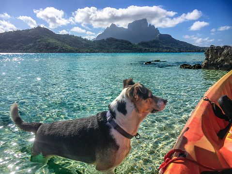 I was greeted by this dog when I landed my kayak on a motu near the barrier reef of Bora Bora. French Polynesia, South Pacific Ocean.