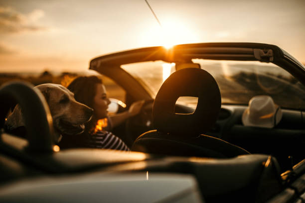 istock Enjoying sunset with my dog 1035831958