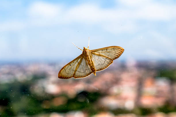 Mariposa lodged in a dirty glass