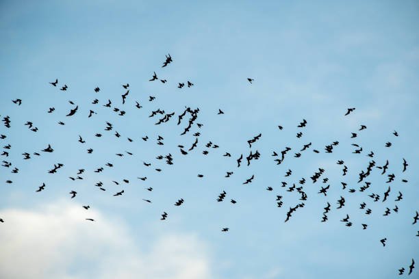 A flock of bats flying A flock of bats flying flock of bats stock pictures, royalty-free photos & images