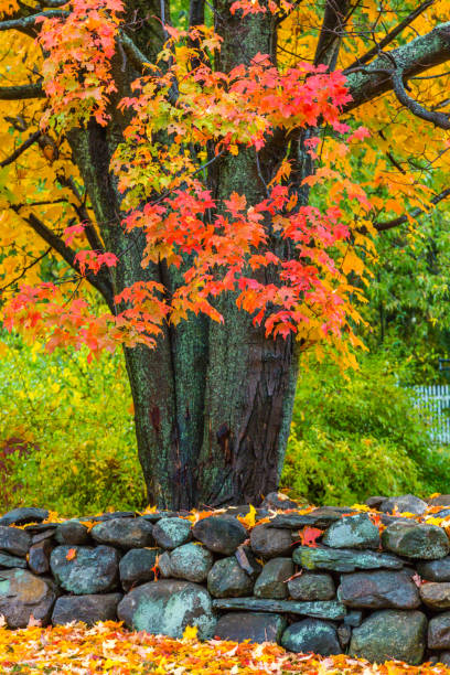 istock New England Suburbs in the Autumn 1035847572