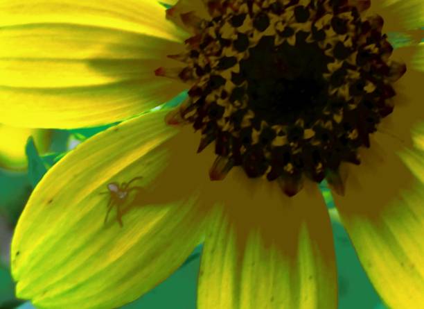 later I seen the spider on the petal, surprise! this is a close up of a yellow flower, with a spider looking at the camera