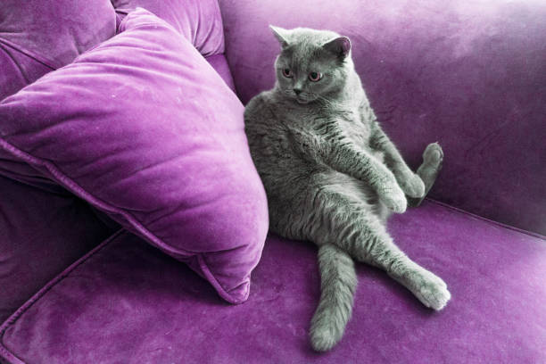 istock Blue british shorthair cat sitting on a purple sofa 1035857396