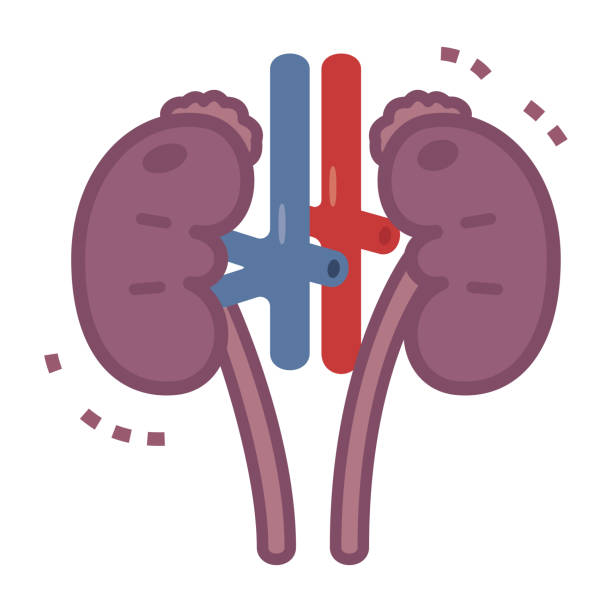 ilustrações, clipart, desenhos animados e ícones de ilustração do doente renal - kidney cancer