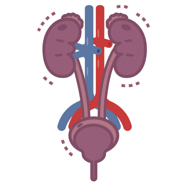 ilustracja chorego urologii - kidney cancer stock illustrations
