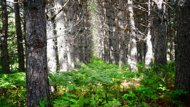 istock Jack pine forest with green vegetation on the ground 1035873548