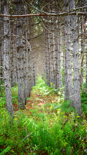 Jack pine forest with green vegetation on the ground