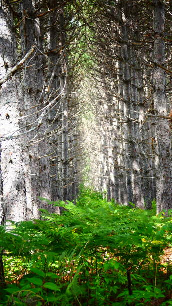 istock Jack pine forest with green vegetation on the ground 1035873594