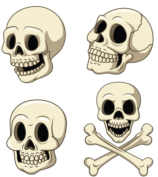 Conjunto de recopilación de cráneo humano aislado sobre fondo blanco - ilustración de arte vectorial