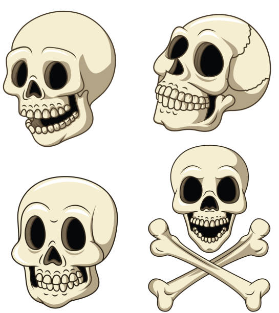 인간의 두개골 컬렉션 집합에 고립 된 흰색 배경 - skull isolated human head human face stock illustrations