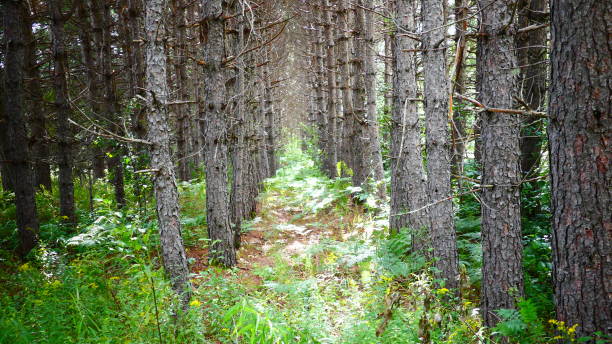 istock Jack pine forest with green vegetation on the ground 1035873598