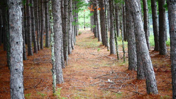 istock Jack pine forest with a carpet of reddish needles 1035875642