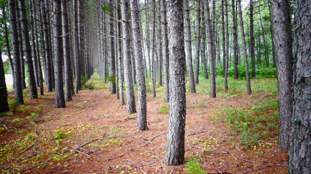 istock Jack pine forest with a carpet of reddish needles 1035875950
