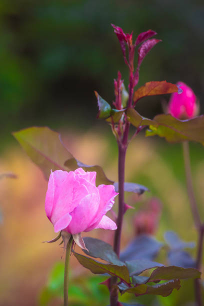 istock Red rose flower close up 1035884250