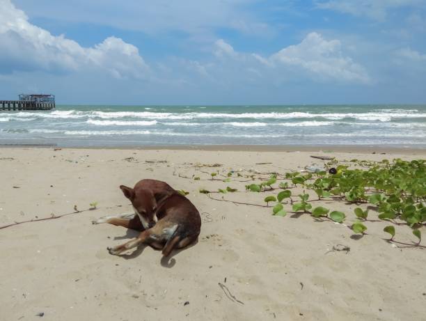 istock Dog lying by the sea. 1035886520
