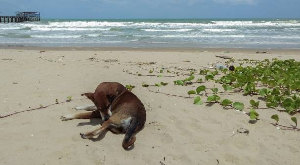 istock Dog lying by the sea. 1035886626