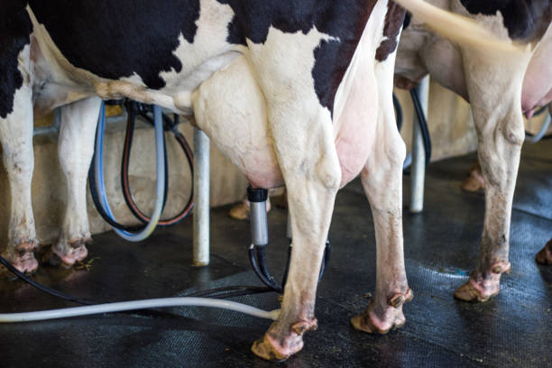 istock cow milking facility 1035889698