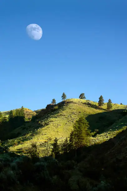 Rolling green hills and day moon