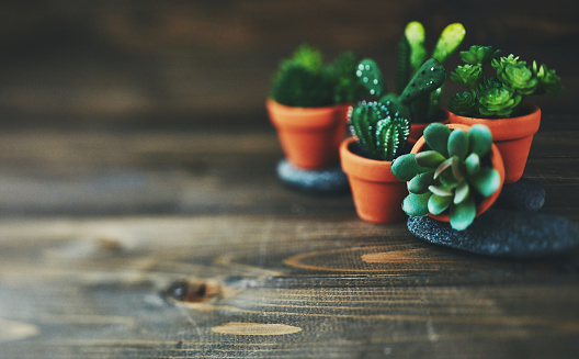 Potted cacti and succulent plants on rustic wood table