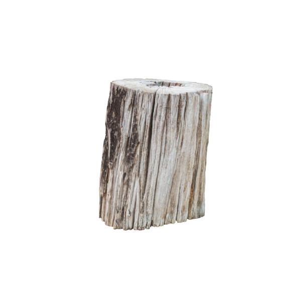 istock Closeup Old and dried timber isolated on white background 1035897812