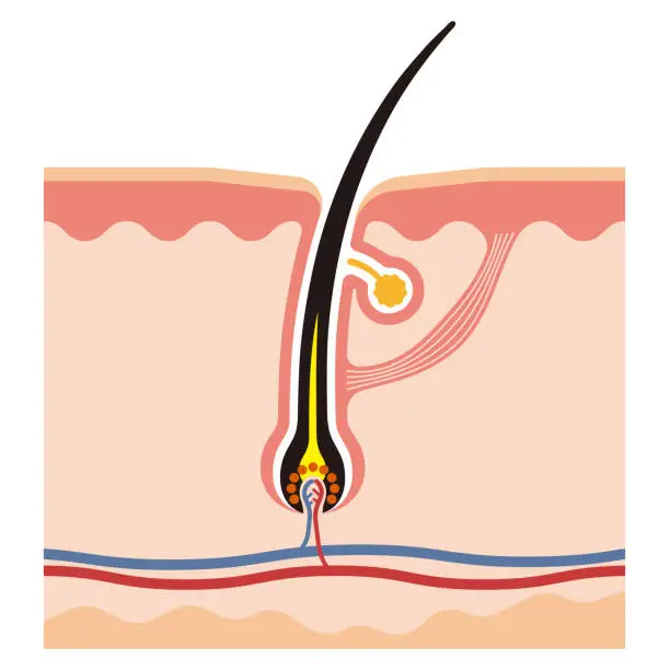 Vector illustration of Illustration of hair root