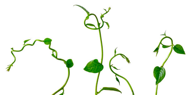 tres zarcillos planta enredadera, aislados en blanco. - liana fotografías e imágenes de stock