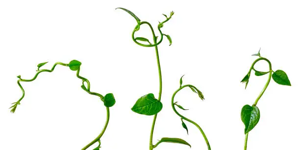 Photo of Three creeper plant tendrils, isolated on white.