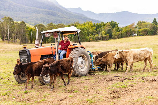 Middle aged man using a mobile phone on his farm while sitting on a tractor feeding cattle
