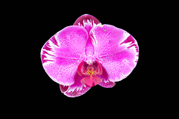 istock Orchid flower isolated on black background 1035906054
