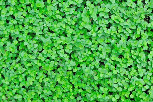 istock Callisia repens leaves, Green leaves background 1035906192