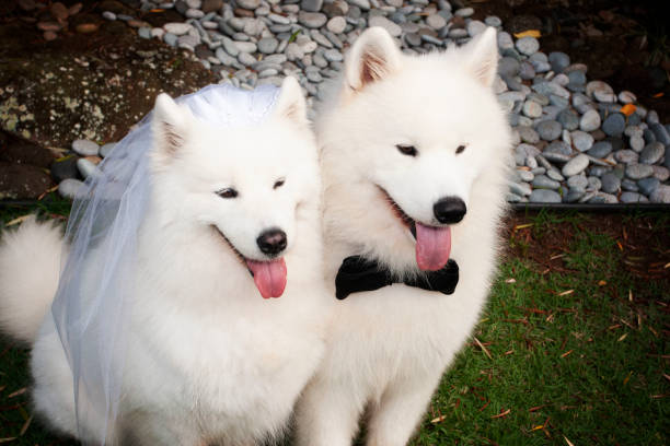 istock Samoyed Life: Formal Wedding Portraits of Samoyeds 1035913570