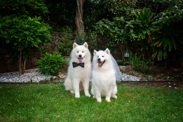 istock Samoyed Life: Wedding Day in a Garden 1035913582