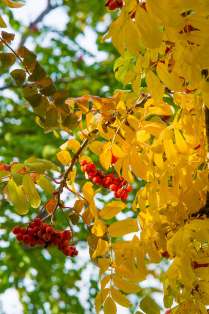 istock Texture, background, pattern. Red yellow green autumn leaves on a tree. Rowan 1035913932